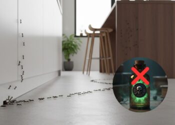 Como eliminar formigas da cozinha sem usar veneno