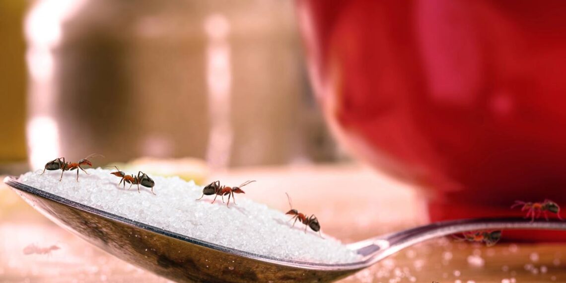 Livre sua cozinha da presença irritante das formigas em bancadas