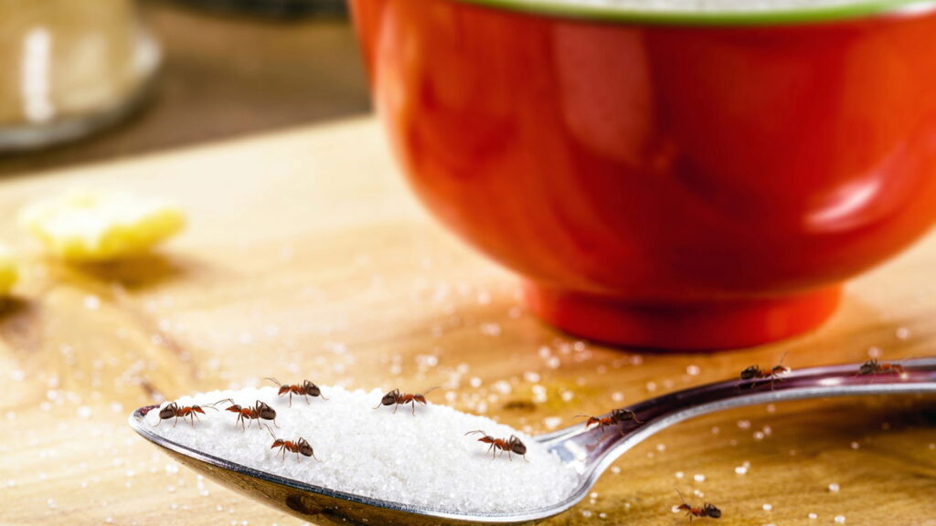 Soluções seguras para acabar com formigas na cozinha