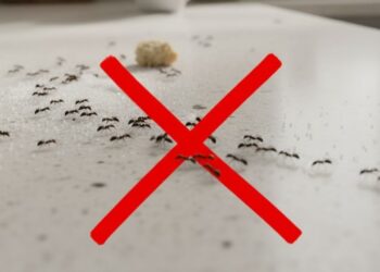 Esta combinação caseira com dois ingredientes simples afasta pragas rapidamente