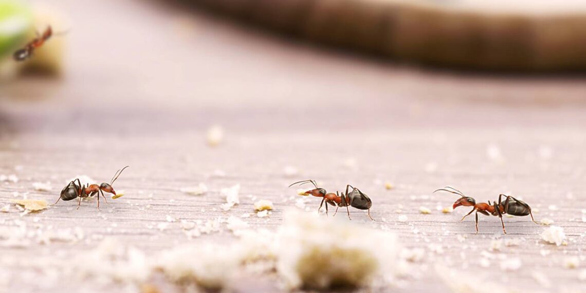 Mistura caseira que acaba com formigas em poucos minutos