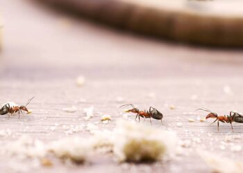 Mistura caseira que acaba com formigas em poucos minutos