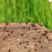 Plantas que afastam formigas e ainda perfumam o ambiente