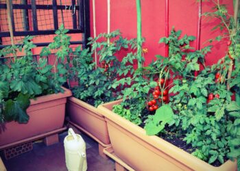 Jardim em vasos pode ser montado com sementes comuns e cuidados simples, garantindo floração duradoura e melhor aproveitamento