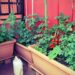 Jardim em vasos pode ser montado com sementes comuns e cuidados simples, garantindo floração duradoura e melhor aproveitamento