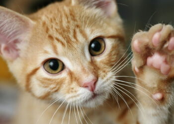 Nomes fofos e divertidos para gatos que vão conquistar seu coração