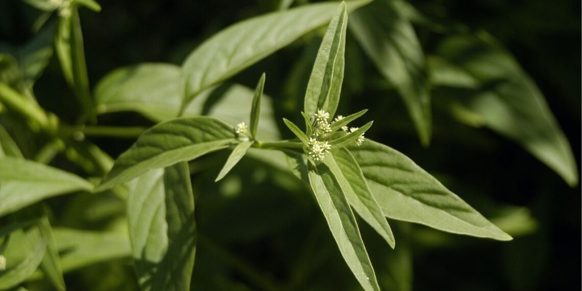 Vitalidade, energia e proteção: esta planta faz tudo isso naturalmente