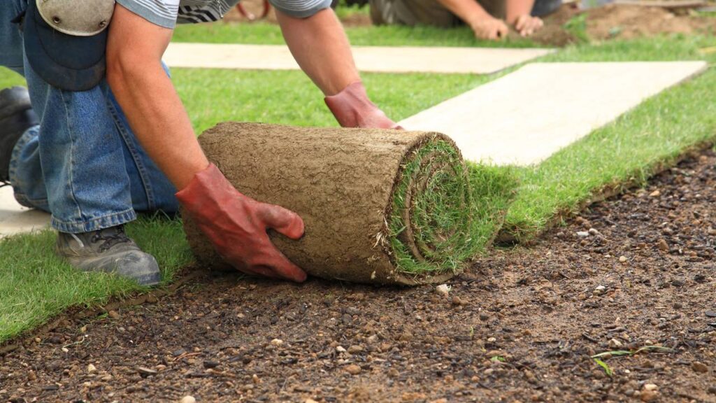 Grama que mais ajuda a economizar água no jardim