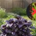 As melhores plantas para usar na horta para espantar as pragas naturalmente
