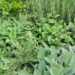 Melhores plantas para cultivar em casa na sua própria horta medicinal