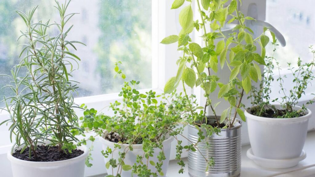 Como montar uma horta na cozinha e facilitar sua rotina