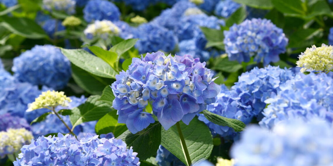Adeus às hortênsias? Veja por que plantar essa flor já não vale mais a pena