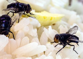 Evite e elimine de vez insetos atraídos por arroz ou cereais