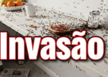 Como evitar infestação de formigas em apartamentos no verão