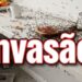 Como evitar infestação de formigas em apartamentos no verão