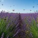 Por que a lavanda ajuda a manter pernilongos longe