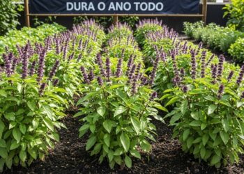 Como plantar manjericão e fazer ele durar o ano todo