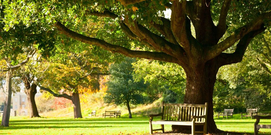 Sombra sem bagunça: saiba quais são as árvores perfeitas para o seu jardim