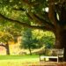 Sombra sem bagunça: saiba quais são as árvores perfeitas para o seu jardim