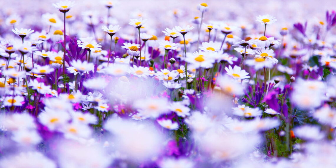 5 flores ideais para plantar em outubro e garantir um jardim colorido no verão