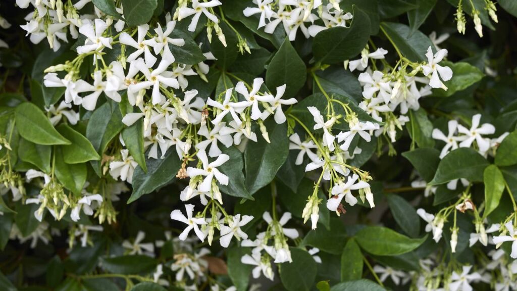 Evite plantar isso perto das janelas, se não quiser aranhas por perto