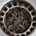 Acabe com as larvas no ralo do banheiro usando apenas dois ingredientes
