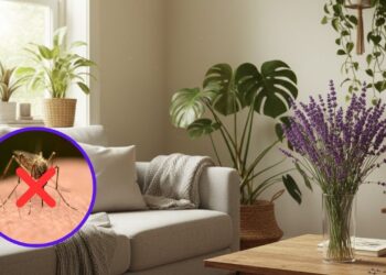 Esta planta é um excelente repelente natural e uma decoração incrível para a casa
