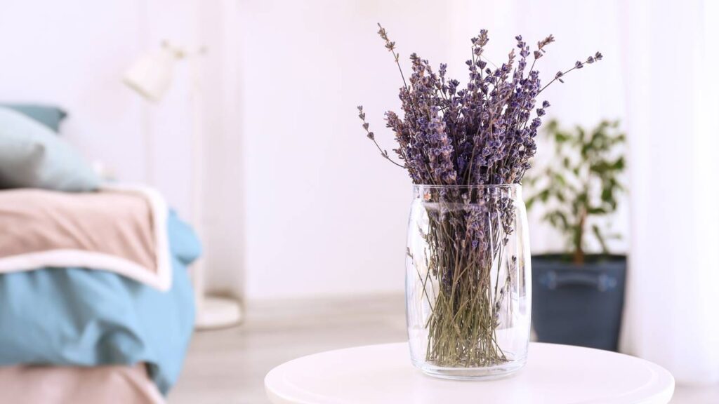 Como cultivar lavanda dentro de casa sem afetar suas boas energias