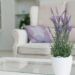 Como cultivar lavanda dentro de casa sem afetar suas boas energias