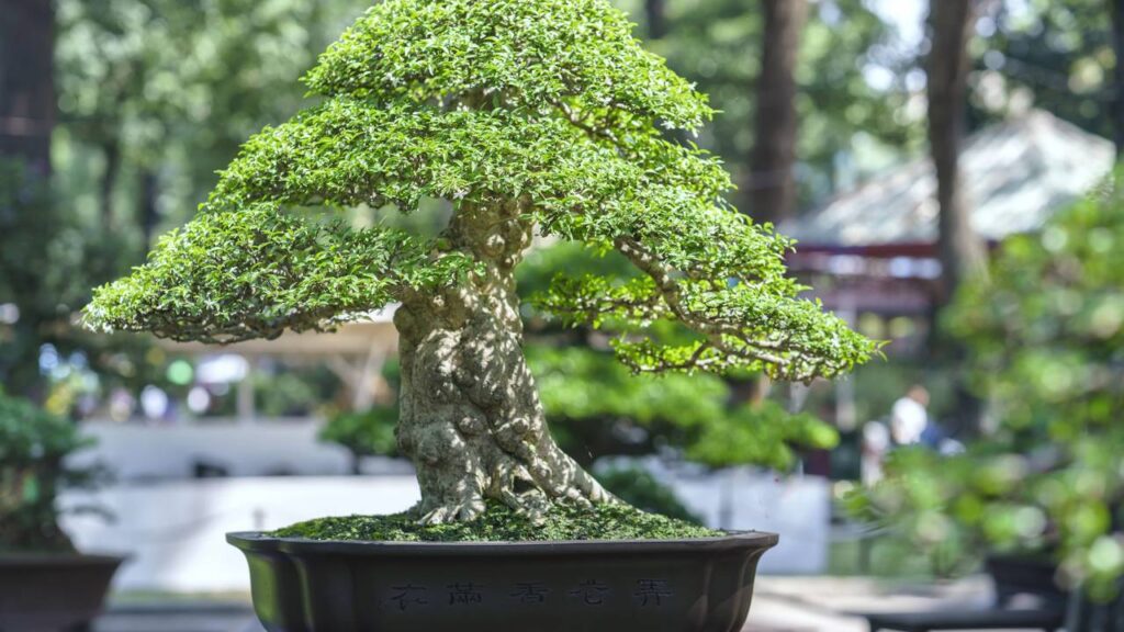 Plantas que estimulam a criatividade, segundo Feng Shui