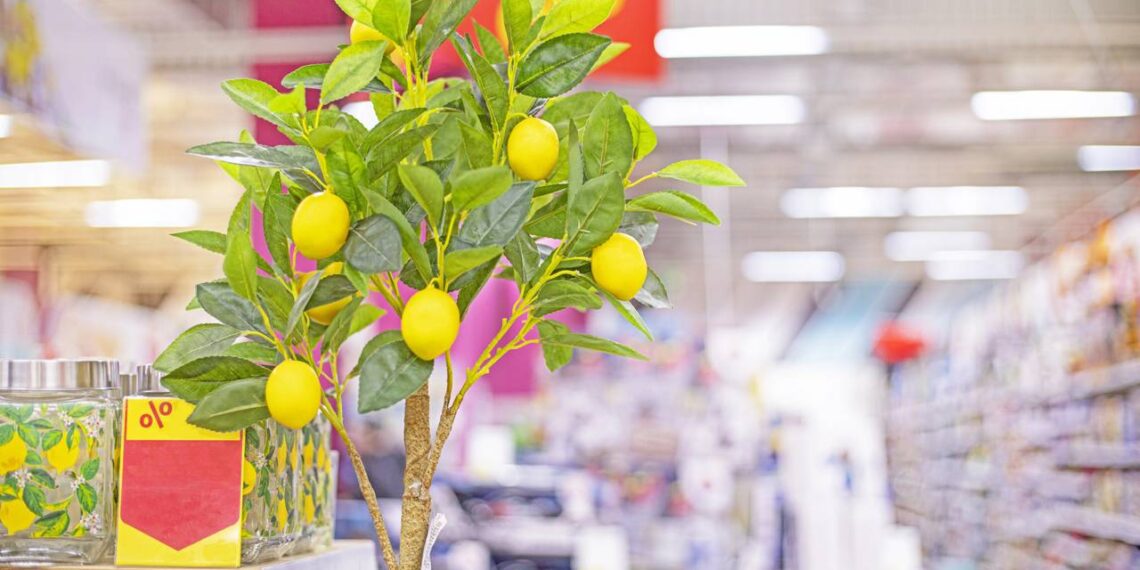 Essas 4 frutas crescem até em apartamento e deixam o ar mais fresco