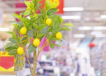 Essas 4 frutas crescem até em apartamento e deixam o ar mais fresco