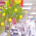 Essas 4 frutas crescem até em apartamento e deixam o ar mais fresco