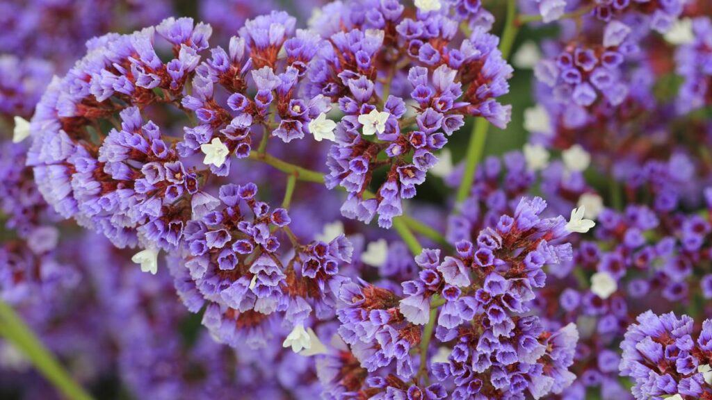 3 lindas flores para usar na decoração durante a primavera