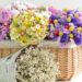 3 lindas flores para usar na decoração durante a primavera
