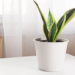 Essas plantas melhoram o ar e até a qualidade de via