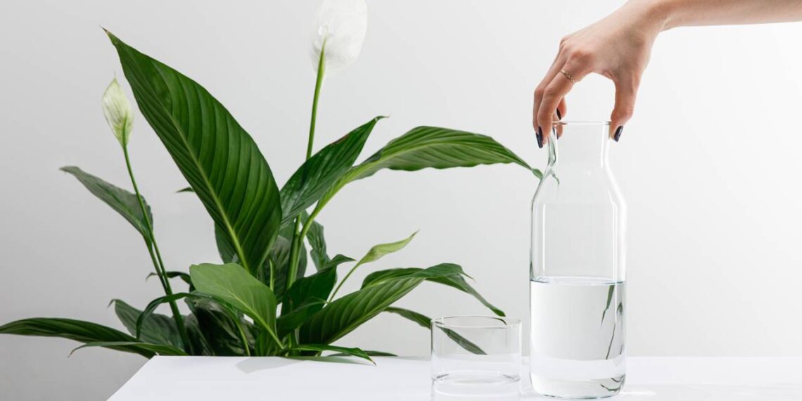 Quanto de água bebe esta planta que atrai boas energias e traz harmonia para o lar