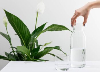 Quanto de água bebe esta planta que atrai boas energias e traz harmonia para o lar
