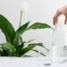 Quanto de água bebe esta planta que atrai boas energias e traz harmonia para o lar