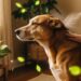 Truque natural que elimina carrapatos do cachorro em minutos