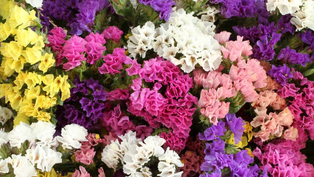 3 lindas flores para usar na decoração durante a primavera