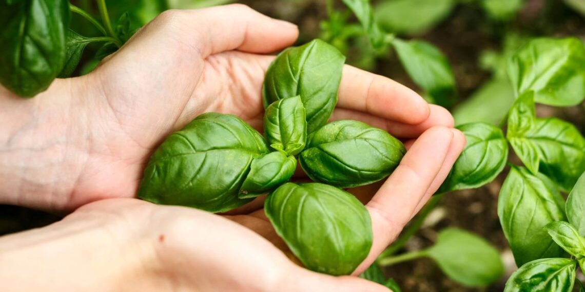 O aroma natural da planta famosa em pizzas, que fortalece o corpo e reduz a ansiedade