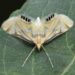 Livre-se das mariposas: como um secador de cabelo pode ajudá-lo
