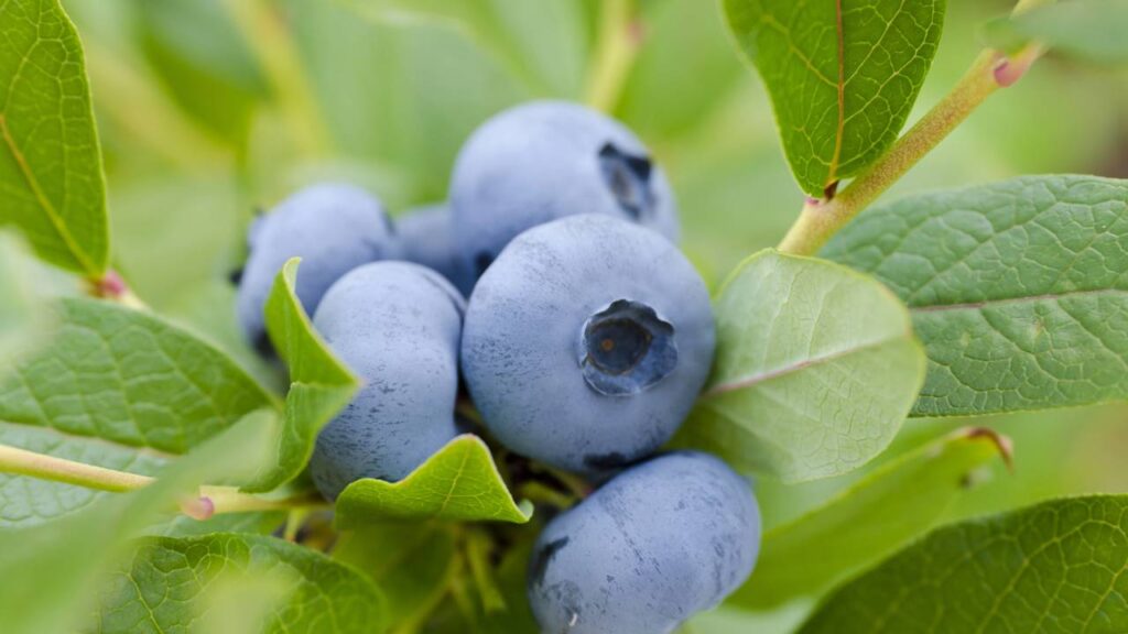 Receita de vitamina antioxidante para rejuvenescer a pele