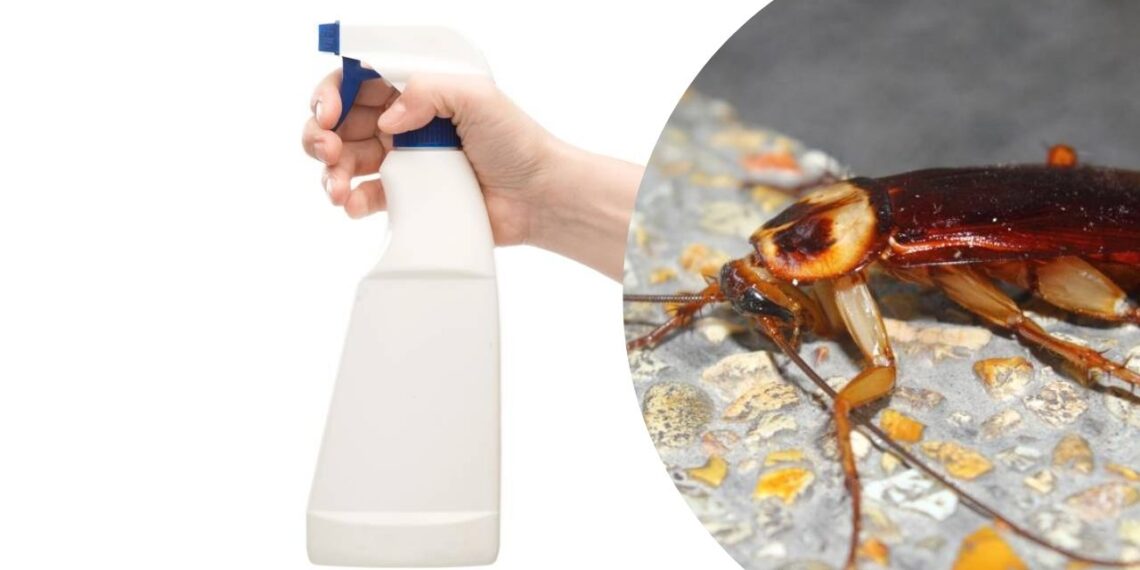 Spray natural com apenas dois ingredientes espanta as baratas de vez