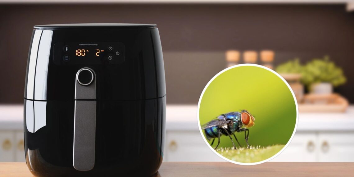 Esses ingredientes podem salvar sua airfryer de baratas e moscas