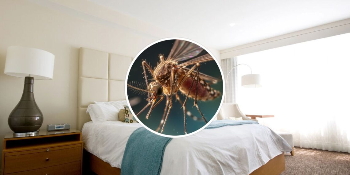 Nem repelente elétrico, nem vela: essa erva espanta pernilongos do quarto