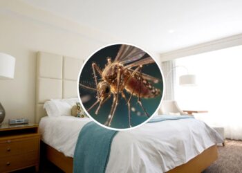 Nem repelente elétrico, nem vela: essa erva espanta pernilongos do quarto