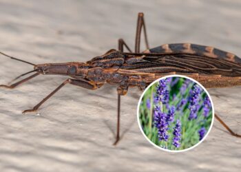 Casa protegida e perfumada com plantas que afastam o barbeiro