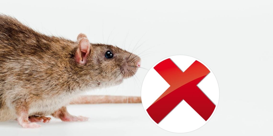 Quatro aromas que vão manter roedores longe da sua casa nos meses quentes